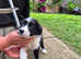 border collies for sale