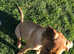 6 months old female pup.