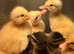 Ducklings