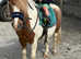 My kids Shetland for part loan.