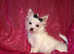 XXXXS F1 Teacup White Fluffy Maltese X Chihuahua Malchi Boy Puppy 5 months old