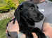 Fully Vaccinated - 1 KC Registered Labrador Retriever Puppy