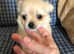 Chihuahua boy