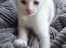 Russian white kitten