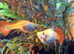 Sunset Guppies