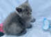 Cute gccf registered kittens