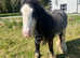 4 Year Old Blagdon Cob Stallion