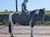 15.1hh cob cross chunky mare