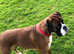 STUNNING CHAMPION LINE (SEALED BLACK) BOXER PUPS (KC REGISTERED)READY 2 GO NOW