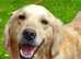 Female golden retriever