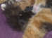 Stunning kittens for sale