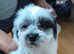 Malshis puppy for sale Maltese x shih tzu