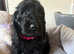 Beautiful jet black puppies