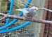 Goldfinches,canaries,finches,red polls and much more