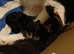 KITTENS FOR SALE