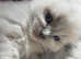 Gccf ragdoll kitten champion lines