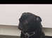 Pug / French Bulldog male