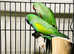 Stunning baby derbyan parrot