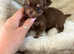 Beautiful tiny chocolate and tan pedigree longcoat GIRL
