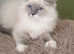 Beautiful GCCF Registered Ragdoll Kitten.