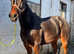 Registered ride and drive mare