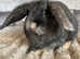 Pure Breed Mini lop