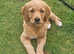 KC registered Golden retriever puppies looking for their forever family home
