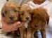 F2B Cavapoochon puppies for sale £1500