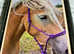 Pedigree Haflinger filly