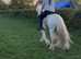Proper steady eddie 14.2hh gelding