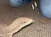 Female savannah monitor