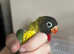 Hand reared baby parrots & birds