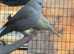 Goldfinches,canaries,finches,red polls and much more