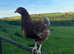 POINT OF LAY HENS
