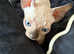 Sphynx kittens boys and girls