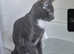 Russian blue boy