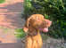 9 MONTH OLD VIZSLA