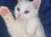 Turkish angora