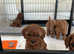Beautiful F1b cavapoo puppies for sale
