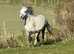 6 year old mare infoal due soon