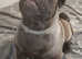 Lovely pug girl