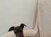 Italian greyhound