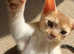 Ruddy and fawn male Abyssinian kittens