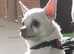 Pomchi puppie boy