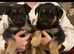 Stunning  Chunky Shollie puppies. 1 male  left