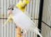 Canaries