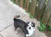 Looking for a boy chihuahua