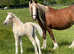 Beautiful palomino filly foal