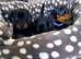 Miniature dachshund