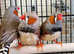 Zebra Finches,18